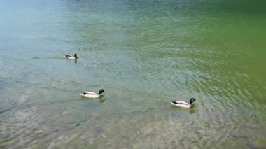 Vahşi ördekler gölde yüzüyor. Gölün suyu kristal kadar berrak. King 's Lake Wonders: Almanya' da Doğanın Güzelliği.