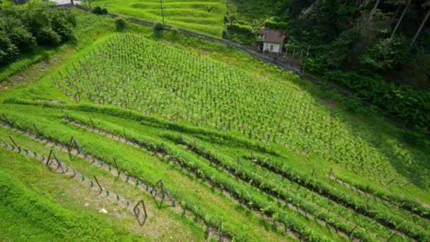 Bellinzona Μπορεί Είναι Πιο Ιταλική Πόλη Στην Ελβετία Πλούσιο Πράσινο — Αρχείο Βίντεο
