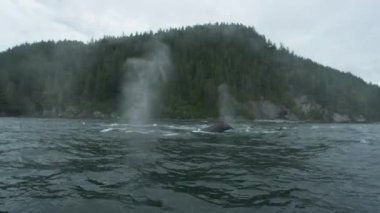 Vahşi Balinalar: Özgürce Yüzmek, Zarafet ve Neşeyle Nefes Almak. Alaska 'daki Yaz Balinasının Harikaları' nın açılışı..