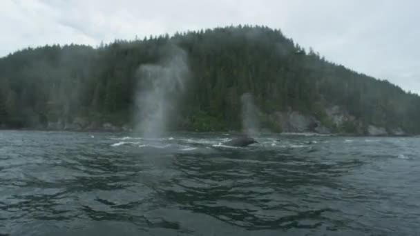 Wieloryby Dziczy Pływanie Swobodnie Oddychanie Elegancją Uniesieniem Odsłonięcie Cudów Letniego — Wideo stockowe