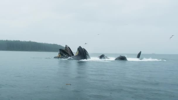 海洋的奇迹 蓝鲸像海鸟一样张嘴觅食 阿拉斯加夏季鲸鱼观赏的奇观揭幕 — 图库视频影像