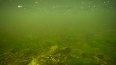 Küçük balık sürüleri ya da suda karides. Alaska 'daki Yaz Balinasının Harikaları' nın açılışı..