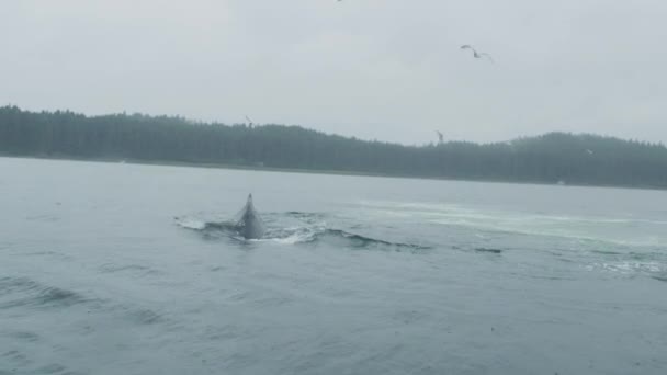野生鲸鱼 自由自在地游泳 优雅地呼吸 兴奋地呼吸 阿拉斯加夏季鲸鱼观赏的奇观揭幕 — 图库视频影像