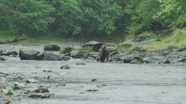 갈색곰은 내리는 속에서 산책합니다 알래스카의 브라운 특징으로 풍경의 트리오 — 비디오