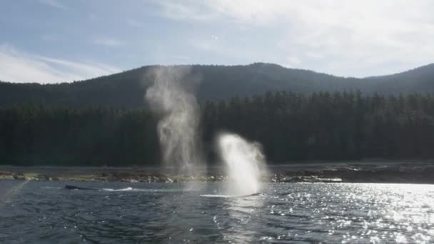 Walvissen Het Wild Vrij Zwemmen Adembenemend Van Elegantie Opwinding Onthulling — Stockvideo