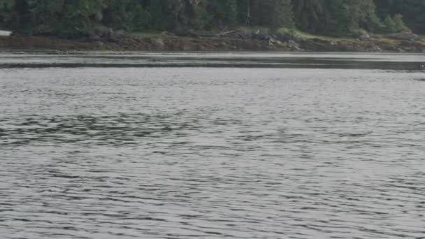 シーガルは ビークで魚を捕まえるために空気から川に突入します アラスカで夏のカメ釣りの風景を探索する — ストック動画