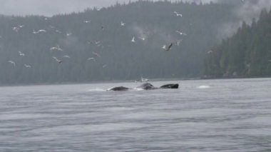 Ocean 's Marvel: Mavi Balinalar açık ağızlarla beslenirken deniz kuşları yukarıda süzülüyor. Alaska 'daki Yaz Balinasının Harikaları' nın açılışı..