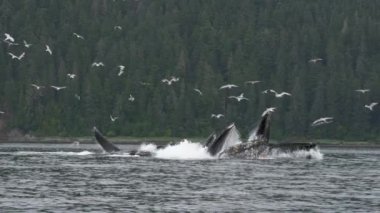 Ocean 's Marvel: Mavi Balinalar açık ağızlarla beslenirken deniz kuşları yukarıda süzülüyor. Alaska 'daki Yaz Balinasının Harikaları' nın açılışı..