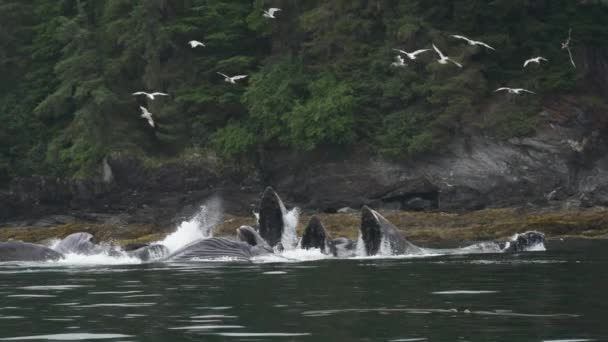 Ocean Marvel Blauwale Ernähren Sich Mit Offenem Mund Während Seevögel — Stockvideo
