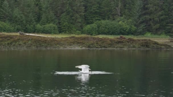 Martılar Gagalarıyla Balık Yakalamak Için Havadan Nehre Koşar Alaska Daki — Stok video