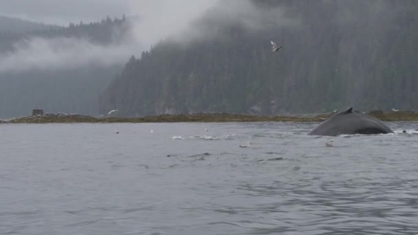 Velryby Divočině Plavání Volně Dýchání Elegance Radosti Odhalení Divů Letních — Stock video