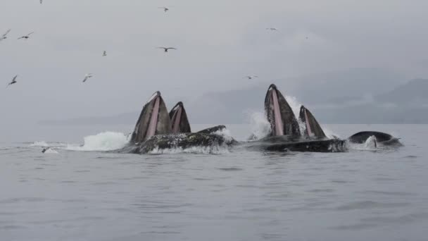 Ocean Marvel Blue Whales Mata Med Öppna Munnar Som Sjöfåglar — Stockvideo