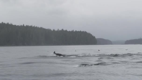 野生のクジラ 自由に泳いで エレガンスと爽快さで呼吸する アラスカで夏のクジラウォッチングの驚異を明らかに — ストック動画
