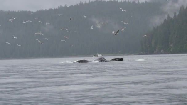 海洋のマーベル 海鳥のように開いた口で食べる青いクジラ アラスカで夏のクジラウォッチングの驚異を明らかに — ストック動画