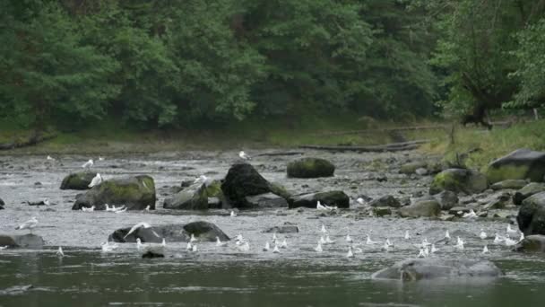 Troupeau Oiseaux Marins Nage Dans Ruisseau Pour Nourrir Reposer Explorez — Video