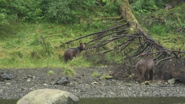 Δύο Καφέ Αρκούδες Σκαρφαλώνουν Πάνω Από Πεσμένα Δέντρα Δίπλα Στο — Αρχείο Βίντεο