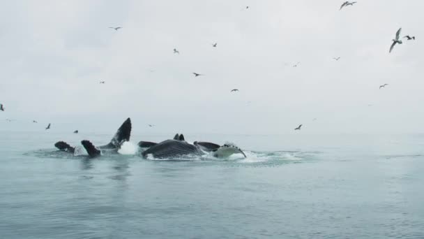 Ocean Marvel Blue Whales Feeding Open Mouths Seabirds Soar Dalam — Stok Video