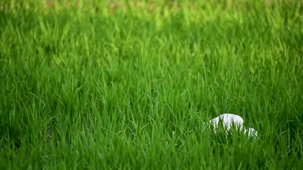 自然的和谐 活泼稻田中的小食草 米奥里县Zhunan镇稻田景观 — 图库视频影像