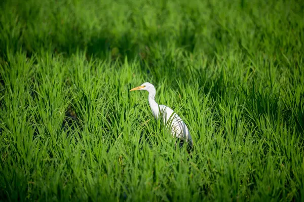 Serene Scene Little Egret Hunting Lush Green Paddy Fields Paisaje — Foto de Stock