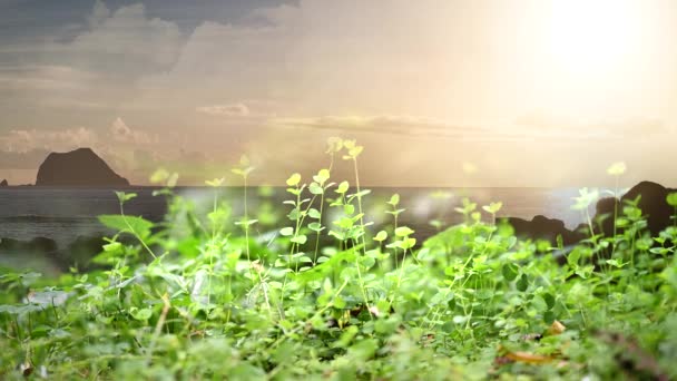 Неизвестные Зеленые Растения Склоне Холма Изумрудный Рассвет Солнечный Свет Склоне — стоковое видео