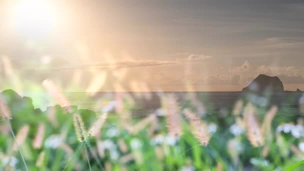 Склоне Холма Растет Лисья Трава Прибрежное Утреннее Сияние Солнечный Свет — стоковое видео