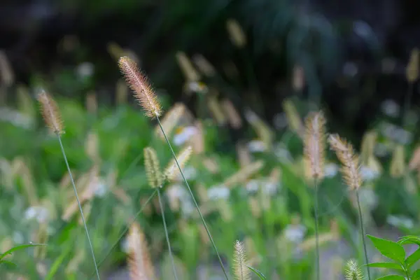 山坡上生长着一些狐狸尾草 自然之谜 山坡上神秘的绿叶 — 图库照片