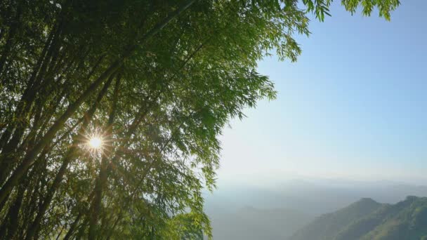 Światło Słoneczne Świeci Przez Las Bambusowy Wzgórzu Krajobraz Wzdłuż Autostrady — Wideo stockowe
