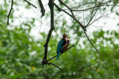 Bir dalın üzerinde bir kralbalıkçı (Alcedo) vardır. Keoladeo Gana Ulusal Parkı 'ndaki Bharatpur Kuş Sığınağı, Hindistan.
