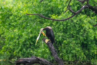 Ağaçta bir anhingidae var. Keoladeo Gana Ulusal Parkı 'ndaki Bharatpur Kuş Sığınağı, Hindistan.