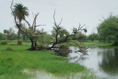 Ağaçlarda çeşitli boyalı leylekler (Mycteria leucocephalus) vardır. Keoladeo Gana Ulusal Parkı 'ndaki Bharatpur Kuş Sığınağı, Hindistan.