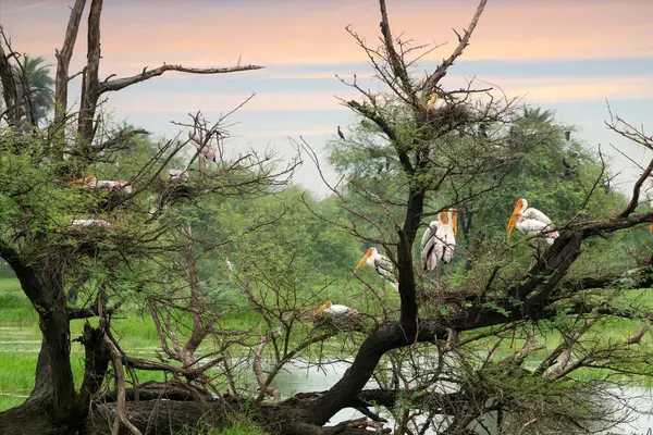 Ağaçlarda çeşitli boyalı leylekler (Mycteria leucocephalus) vardır. Keoladeo Gana Ulusal Parkı 'ndaki Bharatpur Kuş Sığınağı, Hindistan.