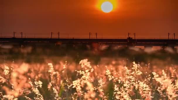 Natal Trawa Pierwszym Planie Zachód Słońca Jadący Pociąg Tle Jesienna — Wideo stockowe