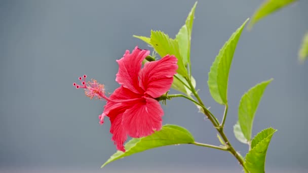 Hibiscus Roșu Chinezesc China Rose Care Leagă Vânt Peisajul Toamnă — Videoclip de stoc
