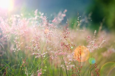 Natal otları rüzgarla sallanıyor, dans etmek kadar güzel. Changhua 'daki Zhuoshui Nehir yatağında güz gündüz manzarası.