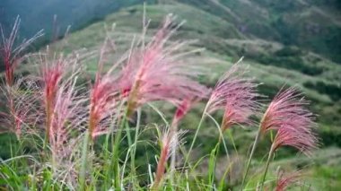 Kırmızı miscanthus püskülleri rüzgarda sallanıyor. Sonbahar, Ruifang, New Taipei 'de Banping Dağı' na tırmanmak için iyi bir zamandır..