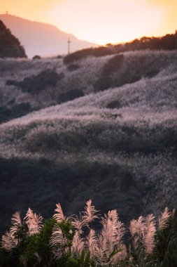 Gün batımında, dağlar kamış çiçekleriyle kaplıdır. Wufen Dağı 'nın kış manzarası, Ruifang Bölgesi, New Taipei Şehri, Tayvan.