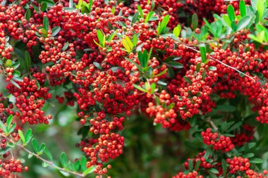 Taitung Firethorn ağacının kırmızı meyveleri kuşlar tarafından sevilir. Firethorn veya Pyracantha veya coccinea. Olgun piracantha meyveleri çalılıklarda yetişir..
