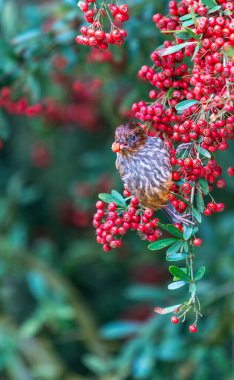 Bir Tayvan Barwing piracantha dalında duruyor, ağzında bir meyve tutuyor. Nantou County, Tayvan 'daki Güneş-Bağ Ormanı ve Doğa Resort' u.