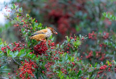 Bir Tayvan Barwing piracantha dalında duruyor, ağzında bir meyve tutuyor. Nantou County, Tayvan 'daki Güneş-Bağ Ormanı ve Doğa Resort' u.