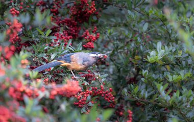 Beyaz kulaklı bir Sibia, kırmızı böğürtlenlerle kaplı bir Pyracantha dalının üzerinde duruyor. Heterofaji auricularis. Tayvan 'daki Güneş-Bağ Ormanı ve Doğa Merkezi.
