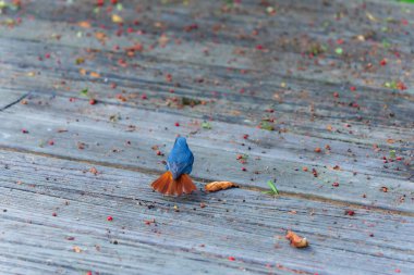 Bir Plumbeous Redstart (Phoenicurus fuliginosus) ahşap bir pencere eşiğinde durur. Nantou County, Tayvan 'daki Güneş-Bağ Ormanı ve Doğa Resort' u.