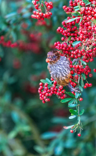 Bir Tayvan Barwing piracantha dalında duruyor, ağzında bir meyve tutuyor. Nantou County, Tayvan 'daki Güneş-Bağ Ormanı ve Doğa Resort' u.