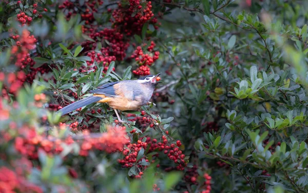 Beyaz kulaklı bir Sibia, kırmızı böğürtlenlerle kaplı bir Pyracantha dalının üzerinde duruyor. Heterofaji auricularis. Tayvan 'daki Güneş-Bağ Ormanı ve Doğa Merkezi.