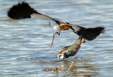 Kuzey Lapwings kavgası. Biri uçuyor, diğeri bataklıkta duruyor. Vanellus Vanellus kışın yer fıstığı tarlalarında avlanmayı sever, Tayvan.