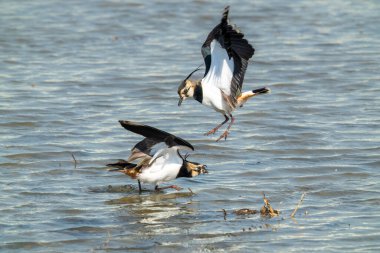 Kuzey Lapwings kavgası. Biri uçuyor, diğeri bataklıkta duruyor. Vanellus Vanellus kışın yer fıstığı tarlalarında avlanmayı sever, Tayvan.