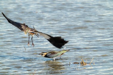 Kuzey Lapwings kavgası. Biri uçuyor, diğeri bataklıkta duruyor. Vanellus Vanellus kışın yer fıstığı tarlalarında avlanmayı sever, Tayvan.