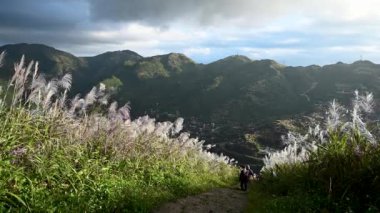 Miscanthus çiçeklerine ve Jiufen köylerine hayran olmak için yürüyüş yaparken ara verin. Tayvan 'ın doğal manzarası ve temiz havasının tadını çıkarmak için kışın yürüyüş ve tırmanma..