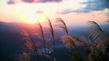 Arka plan günbatımı, ışığa karşı çekilmiş miscanthus çiçekleri. Tayvan 'ın doğal manzarası ve temiz havasının tadını çıkarmak için kışın yürüyüş ve tırmanma..