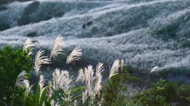 Beyaz miscthus çiçekleri rüzgarda sallanıyor, arka planda dağlar. Tayvan 'ın doğal manzarası ve temiz havasının tadını çıkarmak için kışın yürüyüş ve tırmanma..