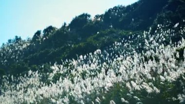 Tepenin yamacındaki beyaz miscanthus çiçekleri rüzgarda sallanıyor. Tayvan 'ın doğal manzarası ve temiz havasının tadını çıkarmak için kışın yürüyüş ve tırmanma..